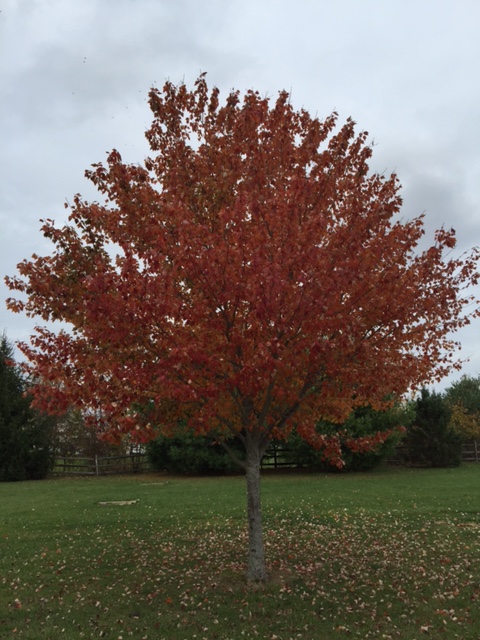 November (Photo credit: my husband, Joe).